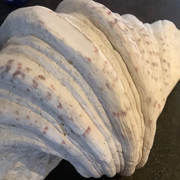 Antique Clam Shell Tridacna Gigas huge collectible unique - Picture 14 of 17